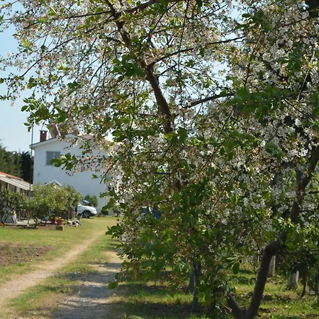 Garden Sunny Tale