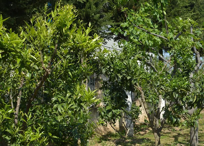 Tatil Evi Garden Sunny *