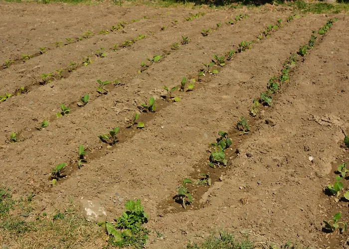 Hébergement de vacances Garden Sunny Tale